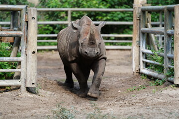 Nosorożec, Rhinoceros, Rhino © Hubert