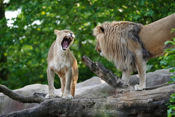 Lion, Lew, i Lwica, Para © Hubert