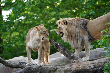 Lion, Lew, i Lwica, Para