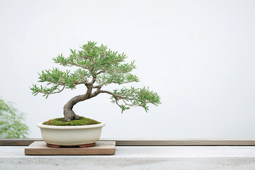 盆栽のある壁、日本の伝統文化。Generative AI