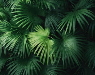 Close-up of lush green palm leaves in a tropical forest, creating a vibrant, natural backdrop that highlights the beauty and serenity of tropical greenery.