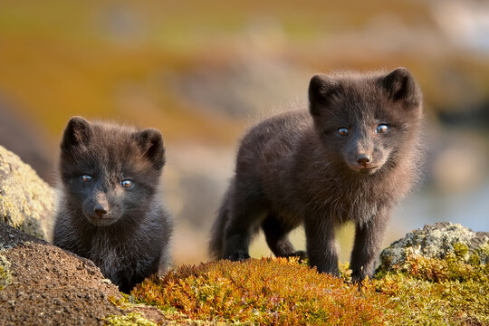 Junge schwarze Polarf&uuml;chse schauen sehr neugierig