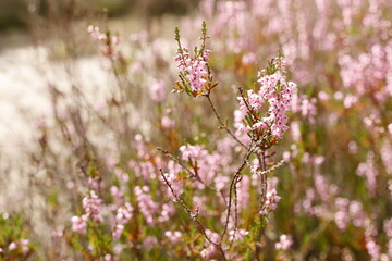 Wrzosowiska w Most&oacute;wce w sierpniu
