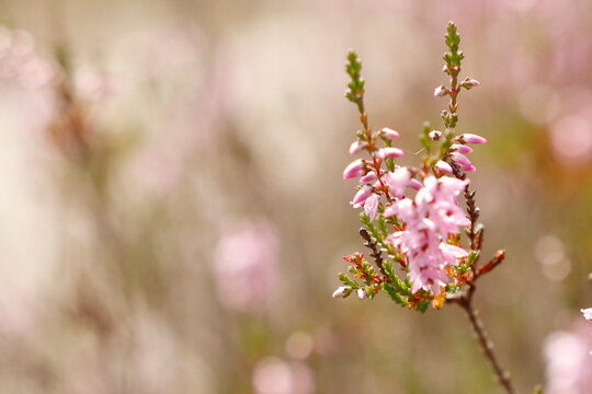 Wrzosowiska w Most&oacute;wce w sierpniu