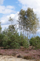 Wrzosowiska w Most&oacute;wce w sierpniu