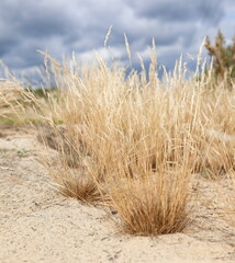 Wrzosowiska w Most&oacute;wce w sierpniu