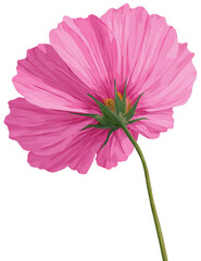 Detailed close-up of a vibrant pink cosmos flower, back-facing, with a slightly angled stem.  Petals are ruffled, and the center is a delicate mix of green and brown.  
