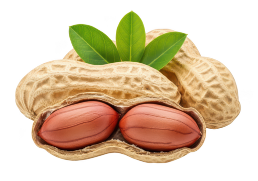 Close up of opened peanut with red nuts and green leaves on background peanuts legume