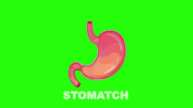 Animated Medical Illustration of Human Stomach on Green Screen