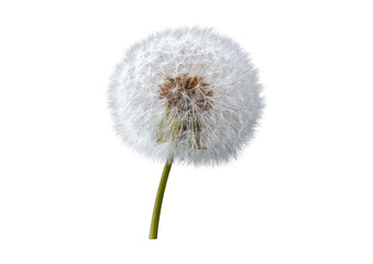 Close-up of a dandelion seed head.  White, fluffy seed-head against a black background.  Dark brown seed-pod center.  Long, slender green stem
