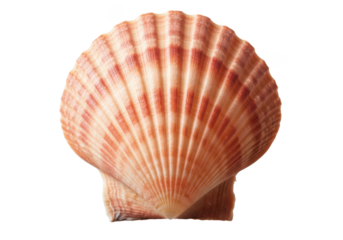 Close up top down studio shot of a single open scallop shell with orange stripes ocean marine