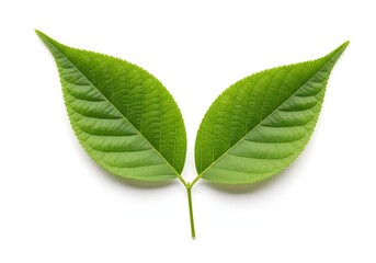 Fototapeta premium Fresh Green Leaves Still Life