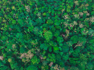 Drone aerial shot of lush green tropical rainforest canopy, showing dense jungle vegetation and...