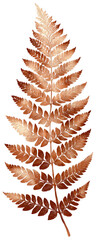 Detailed close-up of a brown fern frond.  Intricate, delicate, and textured fronds in a rich, warm brown shade.  