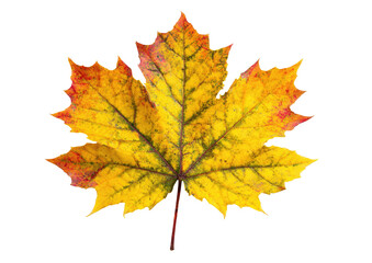 Obraz premium A vibrant autumn maple leaf, displaying a rich mix of yellows, oranges, and reds against a stark black background. The leaf's intricate veining is visible, and its edges are sharply defined
