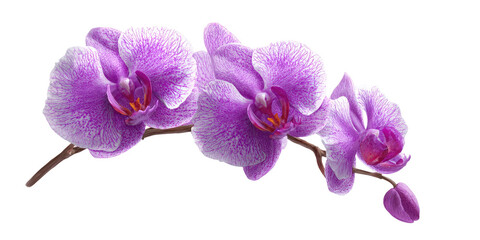 Delicate purple orchid blossoms