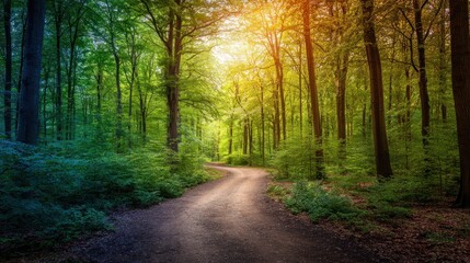 Obraz premium Colorful forest path. Sunlight filters through trees