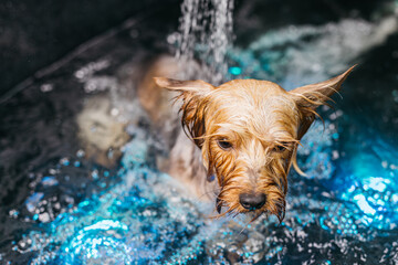 Small dog enjoying a refreshing bath in a modern grooming salon, surrounded by sparkling water and...