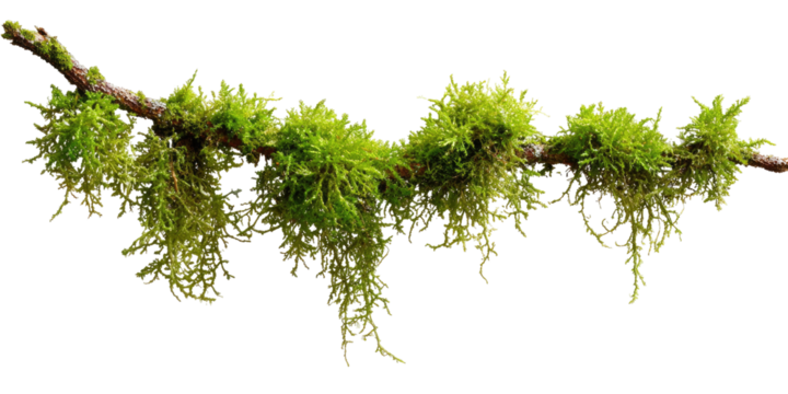 Clustered, vibrant green moss clings to a slender branch