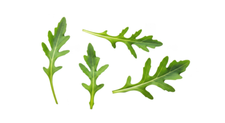 Four fresh green arugula leaves on a background leaf salad
