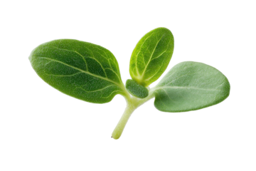Close-up of a vibrant green seedling. Two young leaves sprout from a slender stem. Dark background isolates the plant