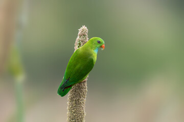 Vernal hanging parrot (Loriculus vernalis) at Saswad, Maharastra, India