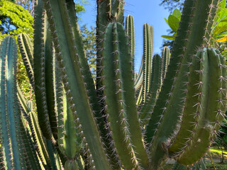 Close up view of cactus tree surface