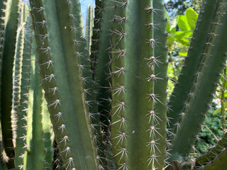 Close up view of cactus tree surface