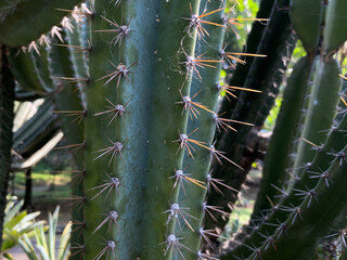 Close up view of cactus tree surface
