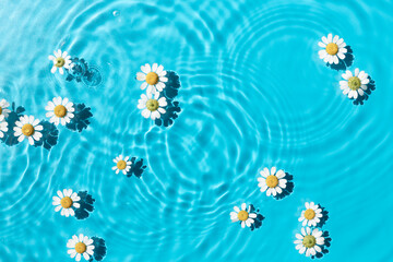 Chamomile flowers swim in blue water texture background on harsh sunlight