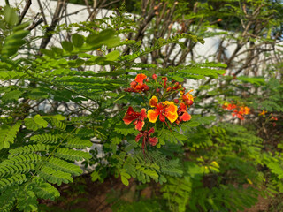 Group of blooming Caesalpinia pulcherrima or Peacock Flower, in red orange yellow color