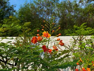 Group of blooming Caesalpinia pulcherrima or Peacock Flower, in red orange yellow color