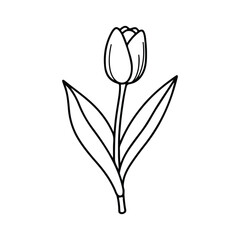 Obraz premium Black and white line drawing of a single tulip flower with two leaves floral botanical
