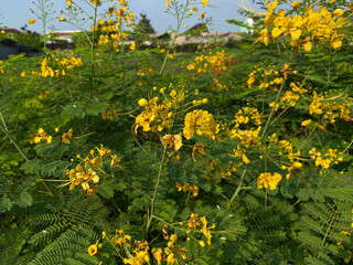 Group of blooming Caesalpinia pulcherrima or Peacock Flower, in yellow color