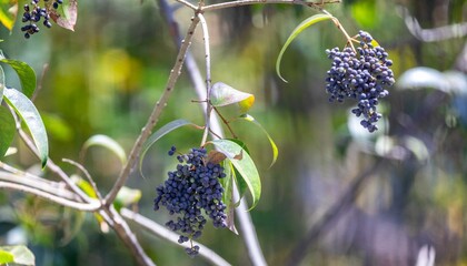 Privet (Ligustrum lucidum) is a tree in the Oleaceae family, native to China and widely used in...