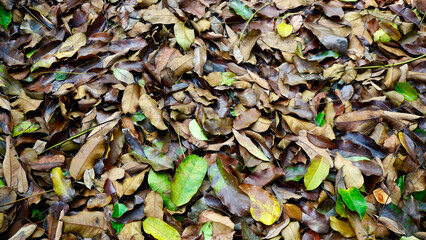 Combination of dried brown leaves and young green leaves symbolizing life cycle, nature, and tropical ecosystem