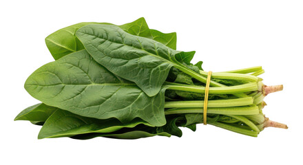 Fresh green spinach leaves tied with a yellow rubber band on background healthy