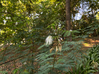 Wilted flower of Albizia julibrissin or persian silk tree