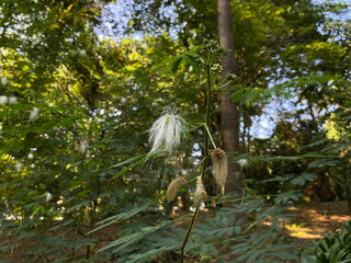 Wilted flower of Albizia julibrissin or persian silk tree