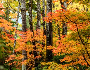 Fototapeta premium Autumn forest scene with vibrant foliage