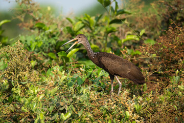 Limpkin in wetland environment,Pantanal Forest, Mato Grosso, Brazil.