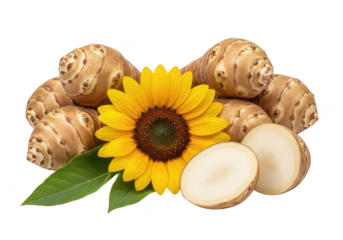 Jerusalem Artichokes and Sunflower Arrangement on Background sunchoke helianthus