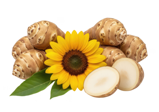 Jerusalem Artichokes and Sunflower Arrangement on Background sunchoke helianthus