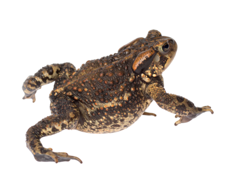  Colorado River Toad in Mid-Crawl with Extended Leg, Angled View, Isolated