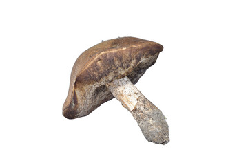 Edible forest mushroom lies on PNG background.