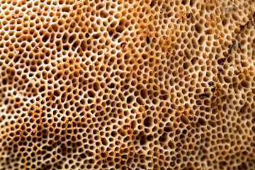 Textured pattern of the porous surface of the back of a mushroom cap.