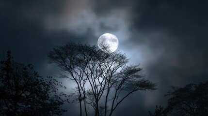 Moon over trees