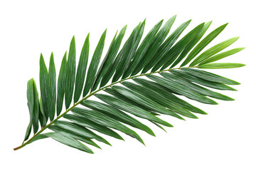 Close-up of a vibrant green palm frond (2)