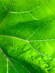Green leaf texture. Close-up vein plant nature background. Fresh, organic, eco pattern