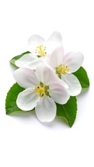 Fototapeta premium Close-up of delicate apple blossoms
